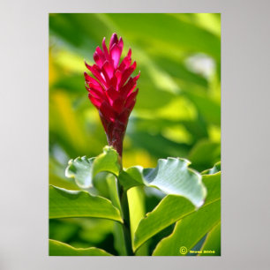Pôster Hawaiian Ginger