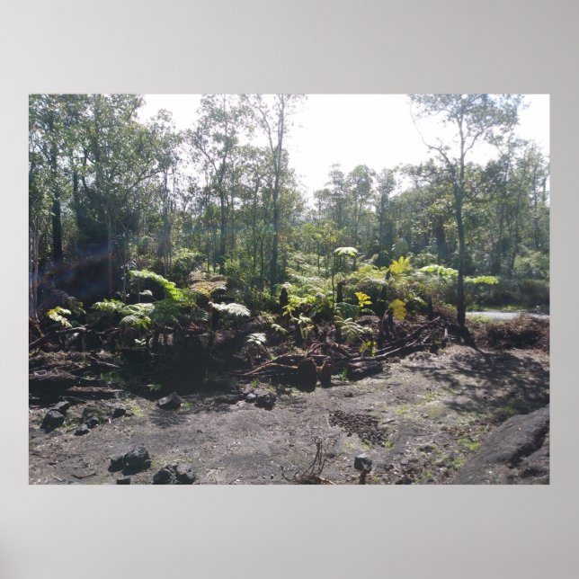 POSTER HAWAIIAN HAPUU FERNS (Frente)