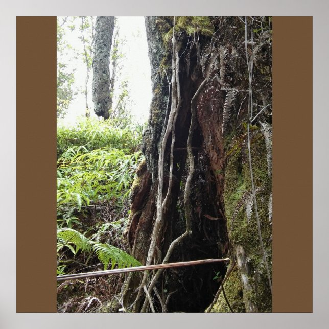 PÔSTER HAWAIIAN OHIA TREE (Frente)