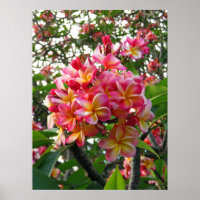 Hawaiian Plumeria