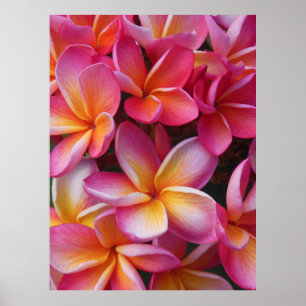 Poster Hawaiian Plumeria