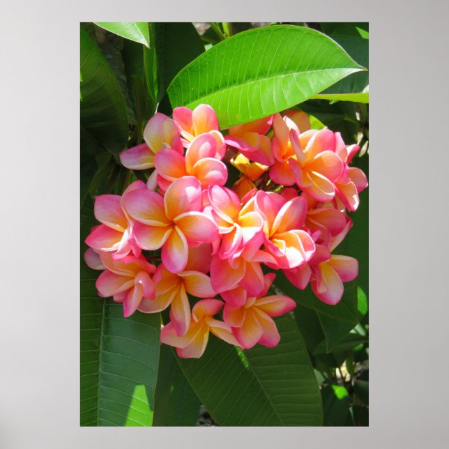 Pôster Hawaiian Plumeria (Frente)