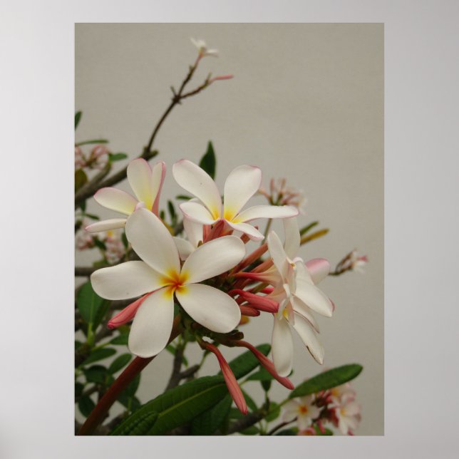 Poster Hawaiian Plumeria (Frente)