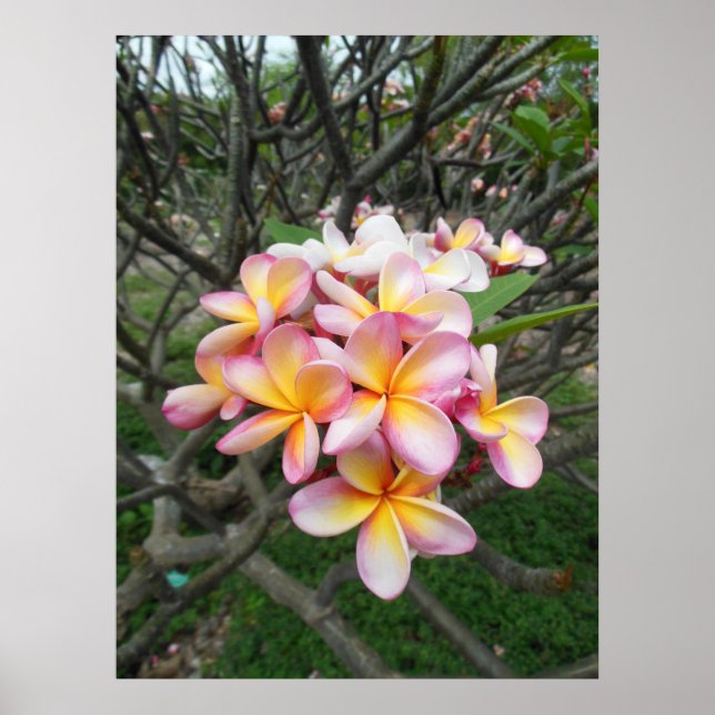 Pôster Hawaiian Plumeria (Frente)