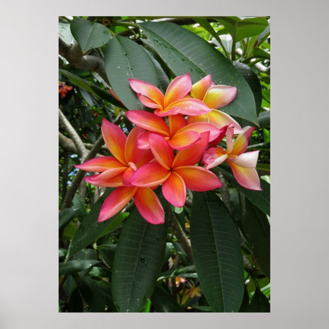 Pôster Hawaiian Plumeria (Frente)