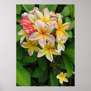 Poster Hawaiian Plumeria