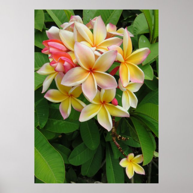 Poster Hawaiian Plumeria (Frente)