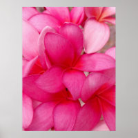 Hawaiian Plumeria