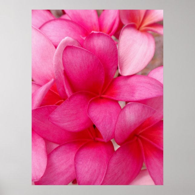 Pôster Hawaiian Plumeria (Frente)