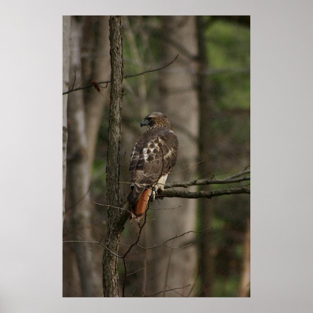 Poster Hawk (Frente)