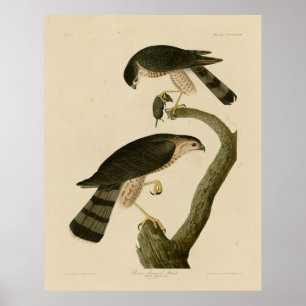 Poster Hawk com brilho afiado das Aves da América de Audu