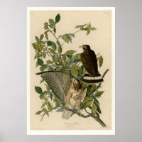 Hawk de asa larga