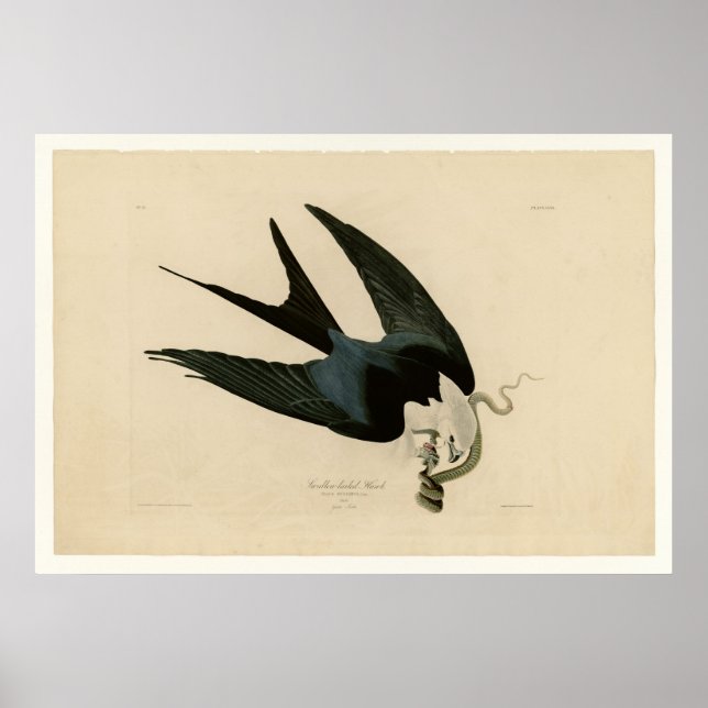 Poster Hawk de cauda-espinha (Frente)