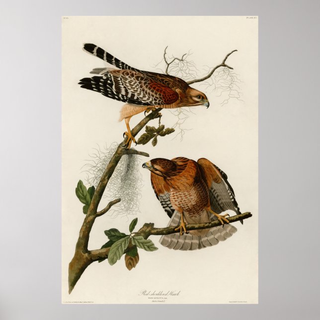 Pôster Hawk de ombros vermelhos, placa 56 - Audubon (Frente)