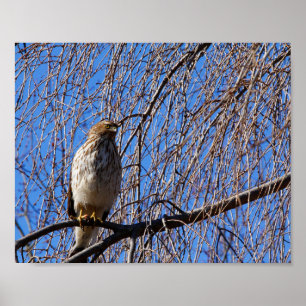Poster Hawk em árvore cerejeira chorando