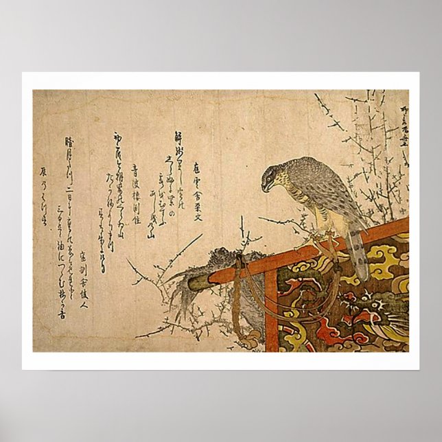 Pôster Hawk em Screen Perch (Frente)