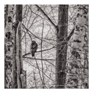 Pôster Hawk P8443 de cauda vermelha