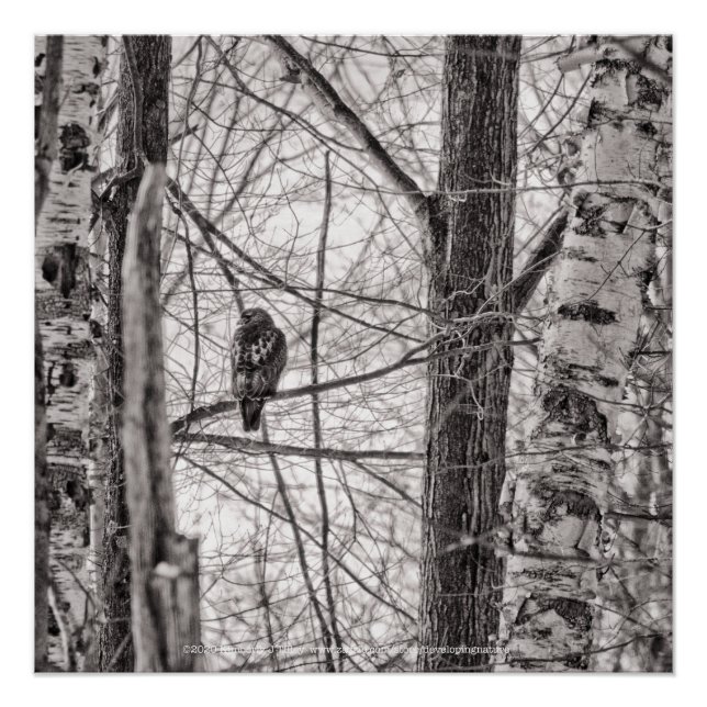 Pôster Hawk P8443 de cauda vermelha (Frente)