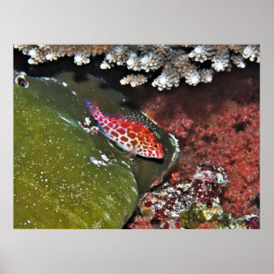 Poster Hawkfish