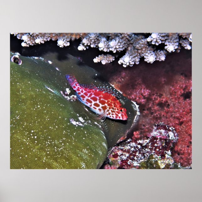 Poster Hawkfish e Coral (Frente)