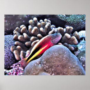 Poster Hawkfish em Coral