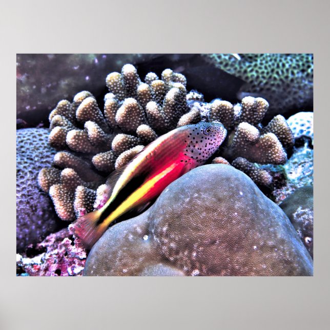 Poster Hawkfish em Coral (Frente)