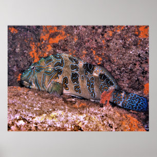 Poster Hawkfish gigante