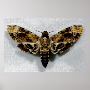 Pôster Hawkmoth Acherontia Lachesis Chefe da Morte