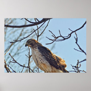 Pôster Hawks Eye