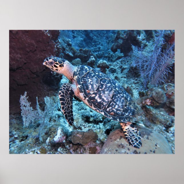 Poster Hawksbill Blending In (Frente)