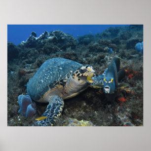 Poster Hawksbill e Tripulação