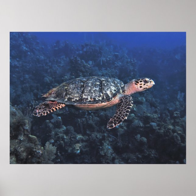 Poster Hawksbill in Roatan (Frente)