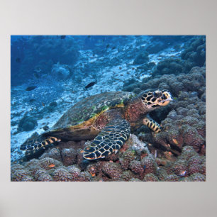 Poster Hawksbill of Raja Ampat