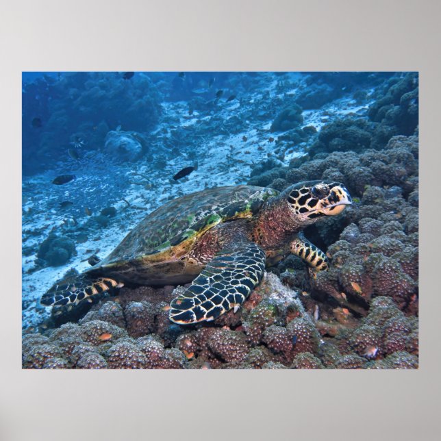 Poster Hawksbill of Raja Ampat (Frente)