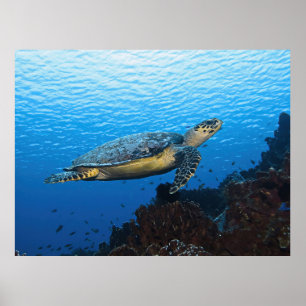 Poster Hawksbill Passando por