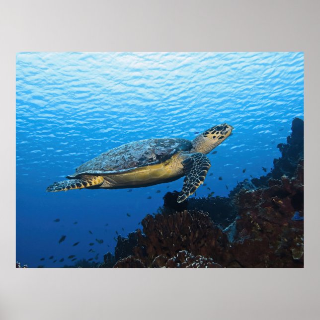 Poster Hawksbill Passando por (Frente)