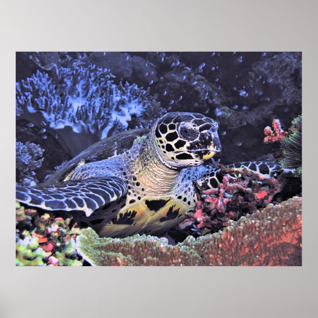 Poster Hawksbill Portrait (Frente)