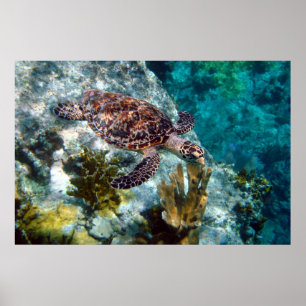 Poster Hawksbill Sea Turtle, US Virgin Islands