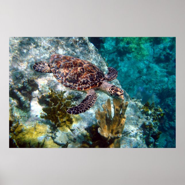Poster Hawksbill Sea Turtle, US Virgin Islands (Frente)