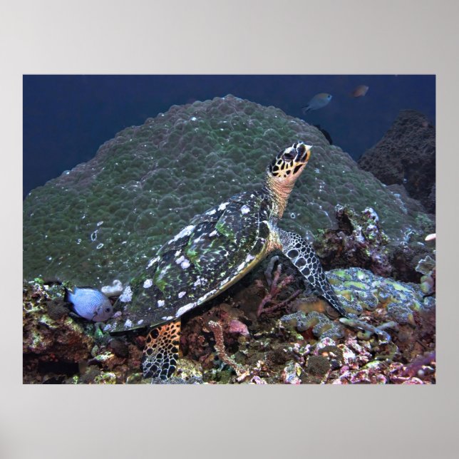 Poster Hawksbill sobre o recife (Frente)