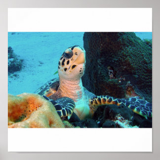 Poster Hawksbill Turtle