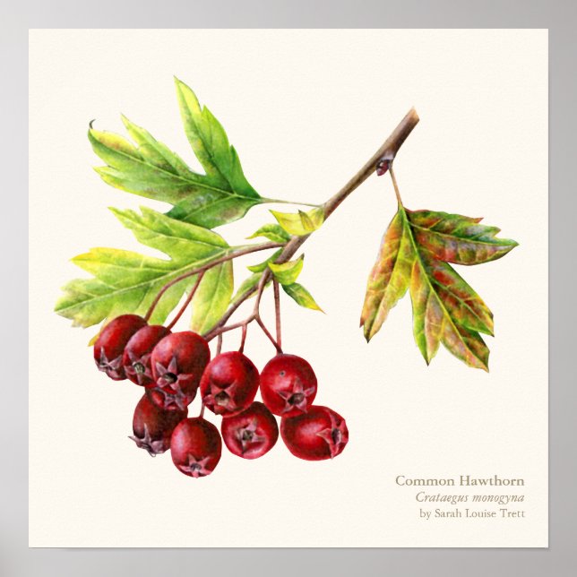 Pôster Hawthorn botânico belo-poster (Frente)