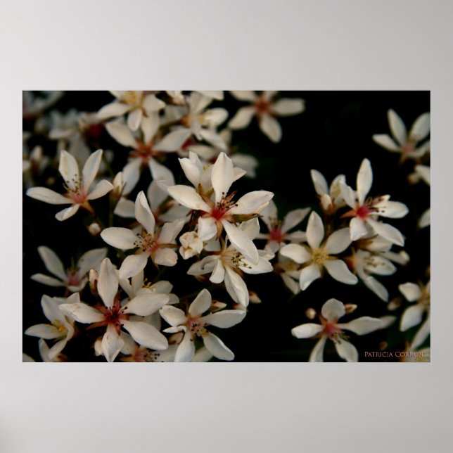 Poster Hawthorne (Frente)