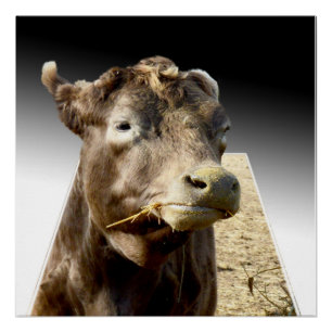 Pôster Hay Day: Momento de colheita de uma vaca marrom em