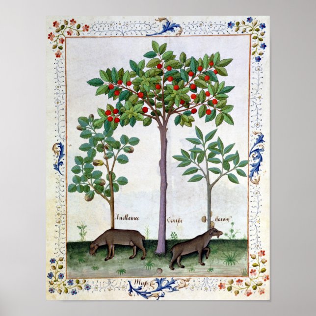 Pôster Hazelnut Bush  and Cherry tree (Frente)