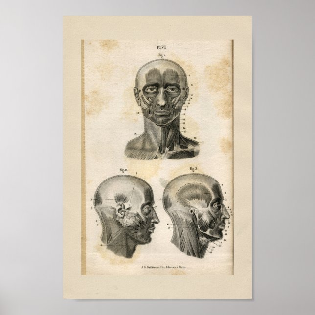 Poster Head Neck Muscles Vintage Anatomy Print (Frente)