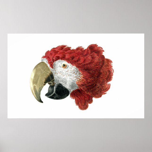 Poster Head of a Macaw (1725–1792) Aert Schouman (Frente)
