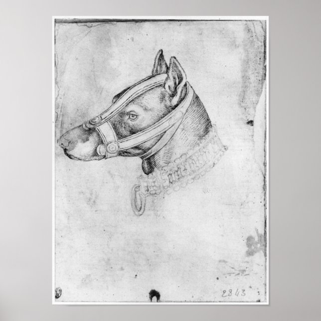 Pôster Head of a muzzled dog (Frente)