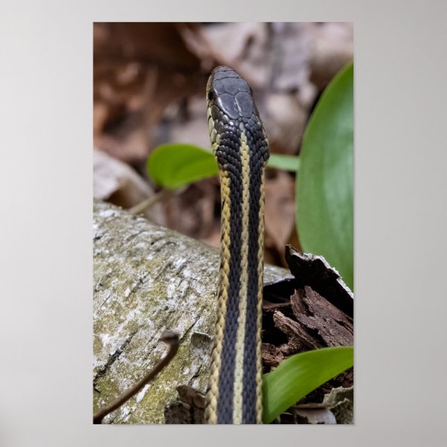 Poster Head of a Snake (Frente)