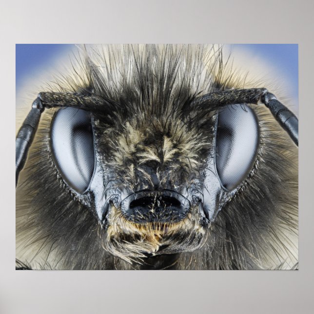 Poster Head of bumblebee (Frente)